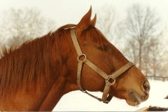 big-red0002