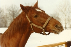 big-red0003
