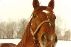 big-red0004
