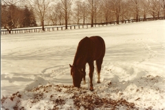 big-red0005